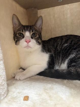 Enlarge Sly, a Adoptable Domestic Short Hair in Burlington, WI image 2/3