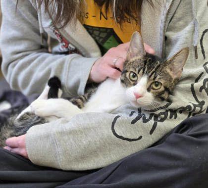 Enlarge Sly, a Adoptable Domestic Short Hair in Burlington, WI image 3/3