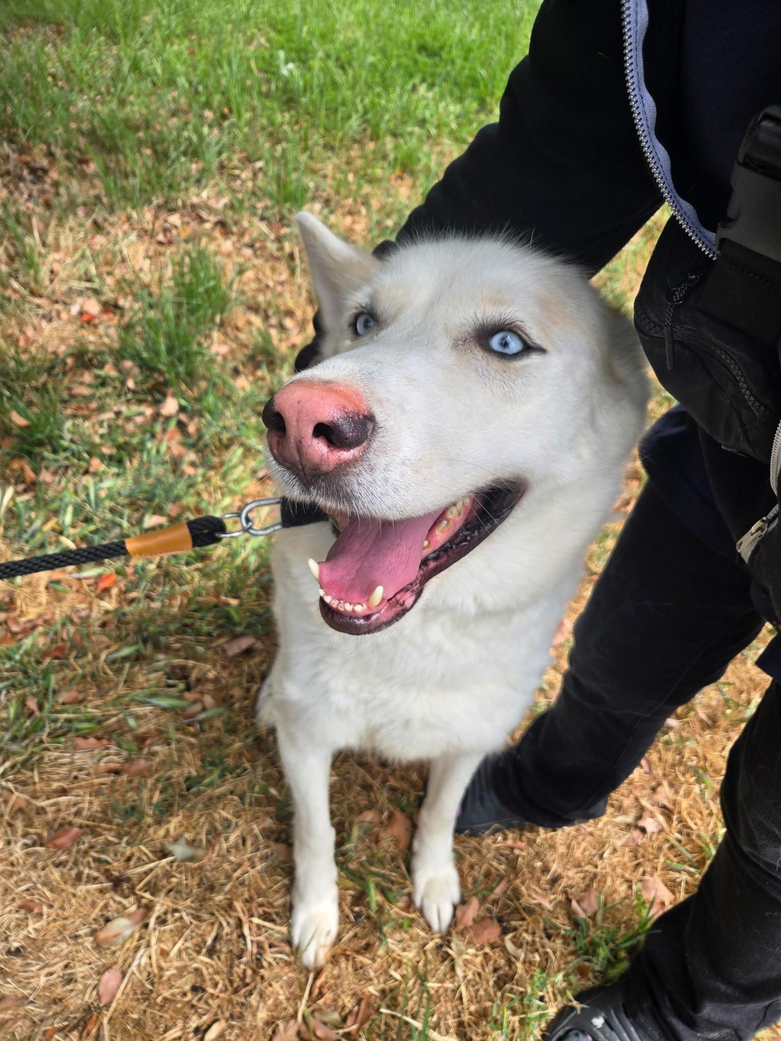 Togo, a Adoptable mixed breed in Kensington, CA image 1/2