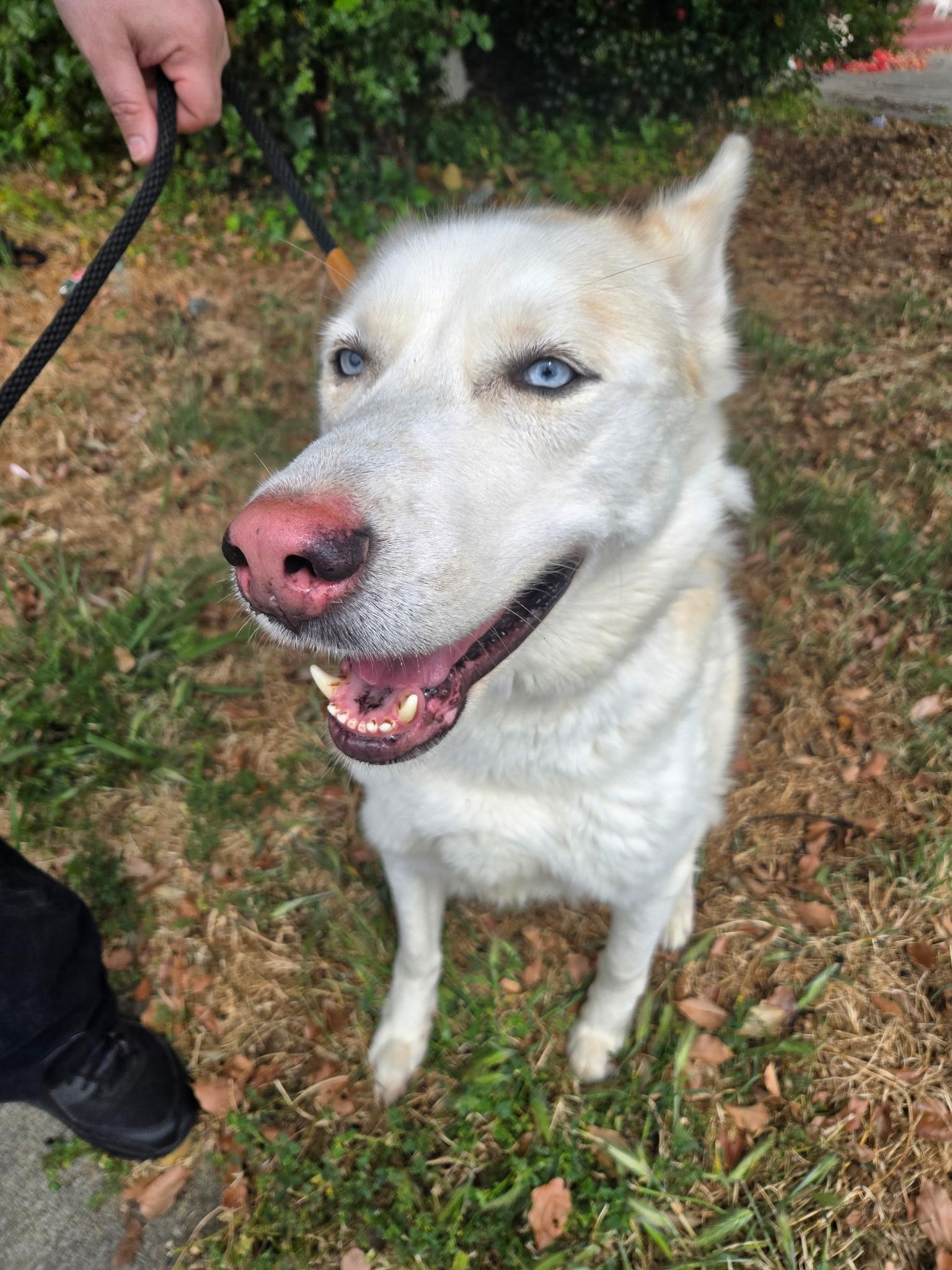 Togo, a Adoptable mixed breed in Kensington, CA image 2/2