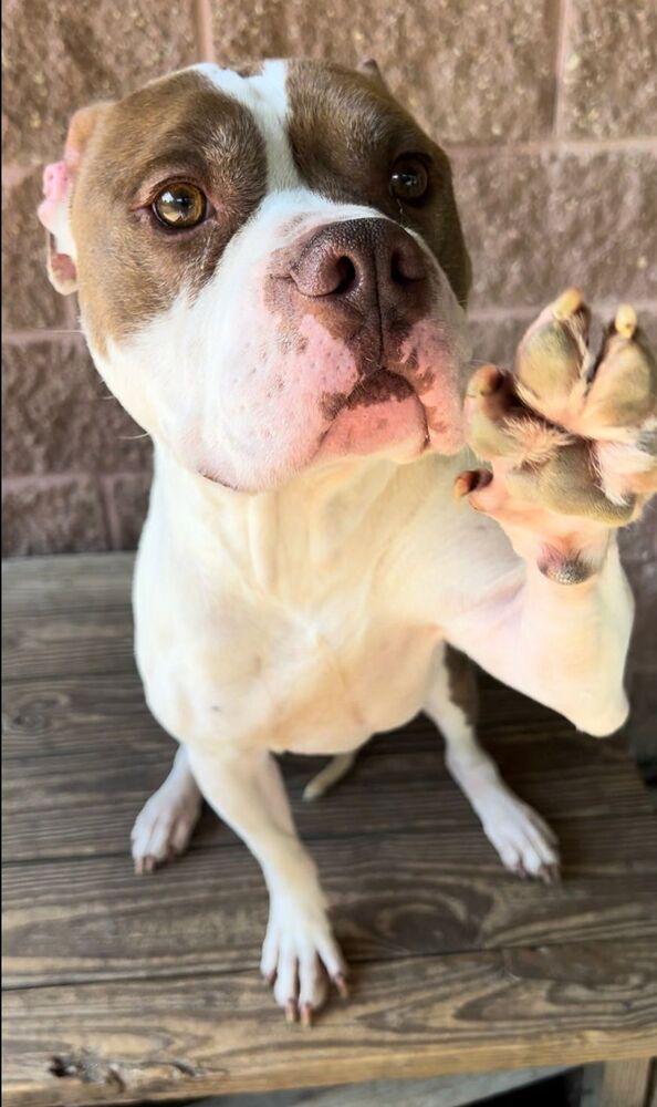 Blast, Adoptable, Young Male Pit Bull Terrier.