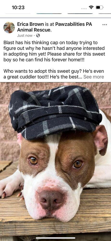 Enlarge Blast, a Adoptable mixed breed in Yardley, PA image 2/5