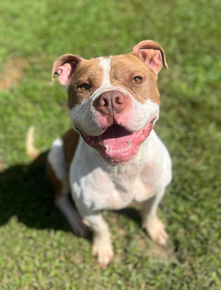 Enlarge Blast, a Adoptable mixed breed in Yardley, PA image 3/5