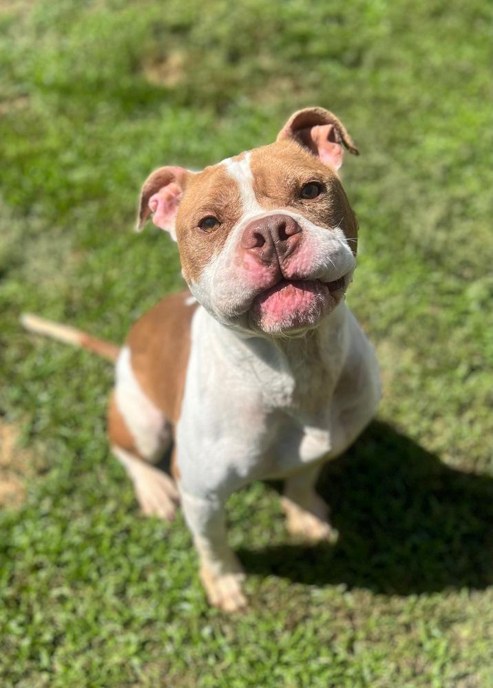 Enlarge Blast, a Adoptable mixed breed in Yardley, PA image 4/5