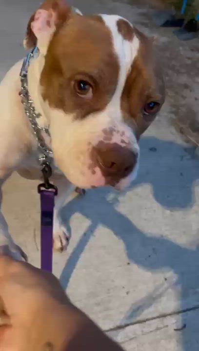 Enlarge Blast, a Adoptable mixed breed in Yardley, PA video 5/5