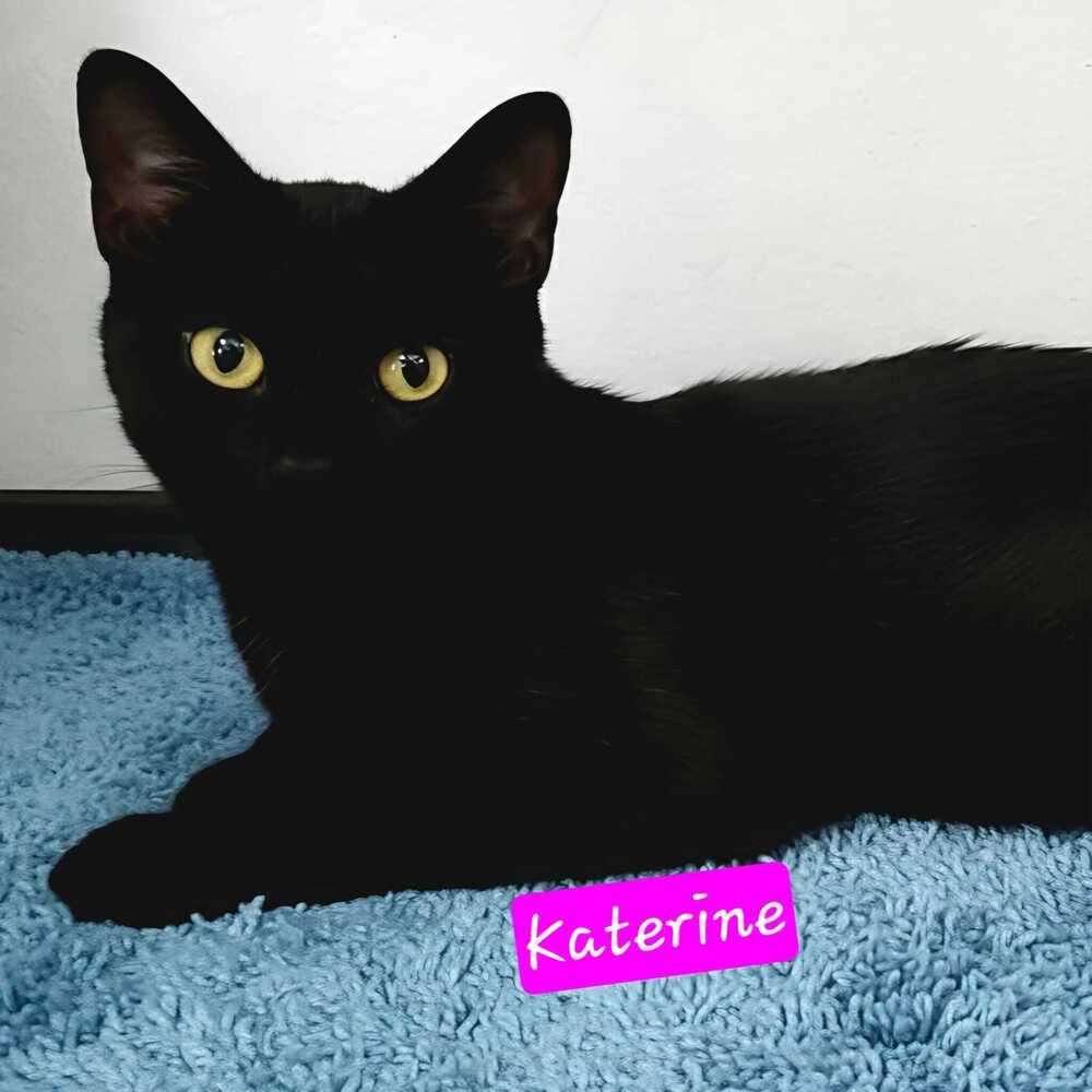 Katerine, Adoptable, Young Female Domestic Short Hair.