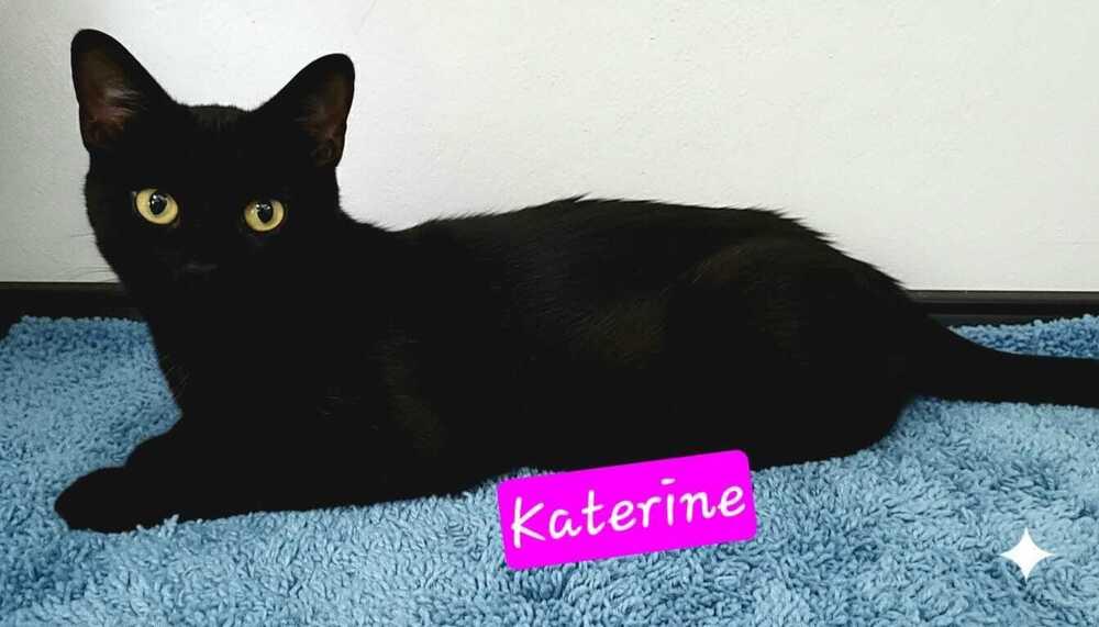 Katerine, a Adoptable mixed breed in Jessup, MD image 2/2