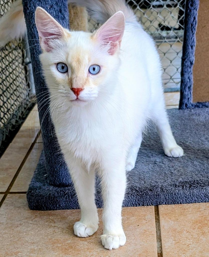 Halibut, Adoptable, Kitten Male Domestic Medium Hair.