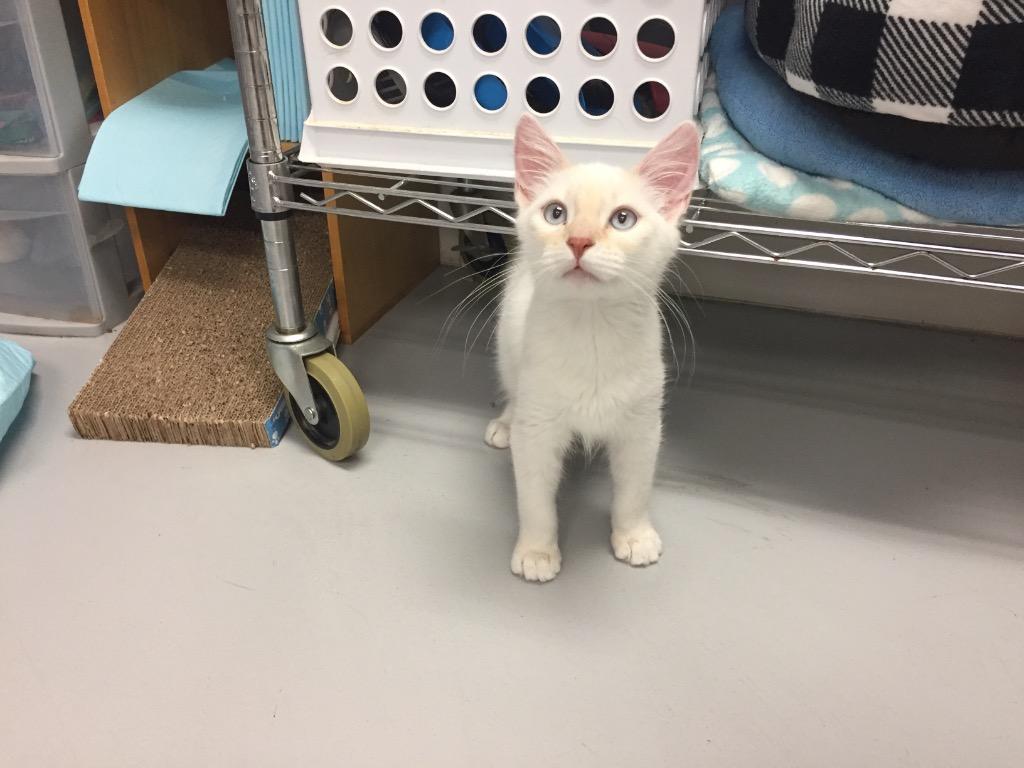 Enlarge Halibut, a Adoptable mixed breed in Peoria, AZ image 2/2