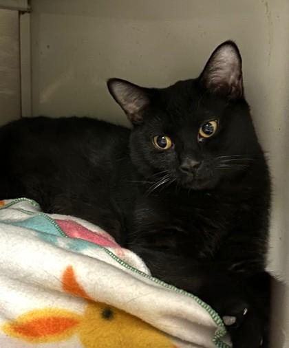 Obscura, Adoptable, Young Male Domestic Short Hair & Domestic Short Hair.