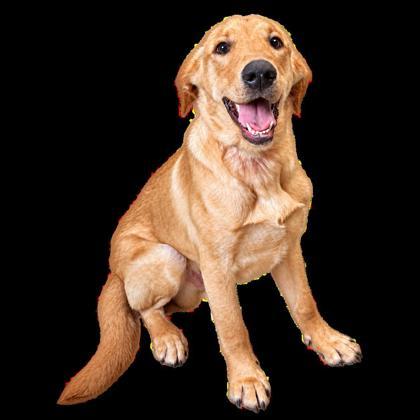 Bodie, Adoptable, Young Male Golden Retriever & Mixed Breed.