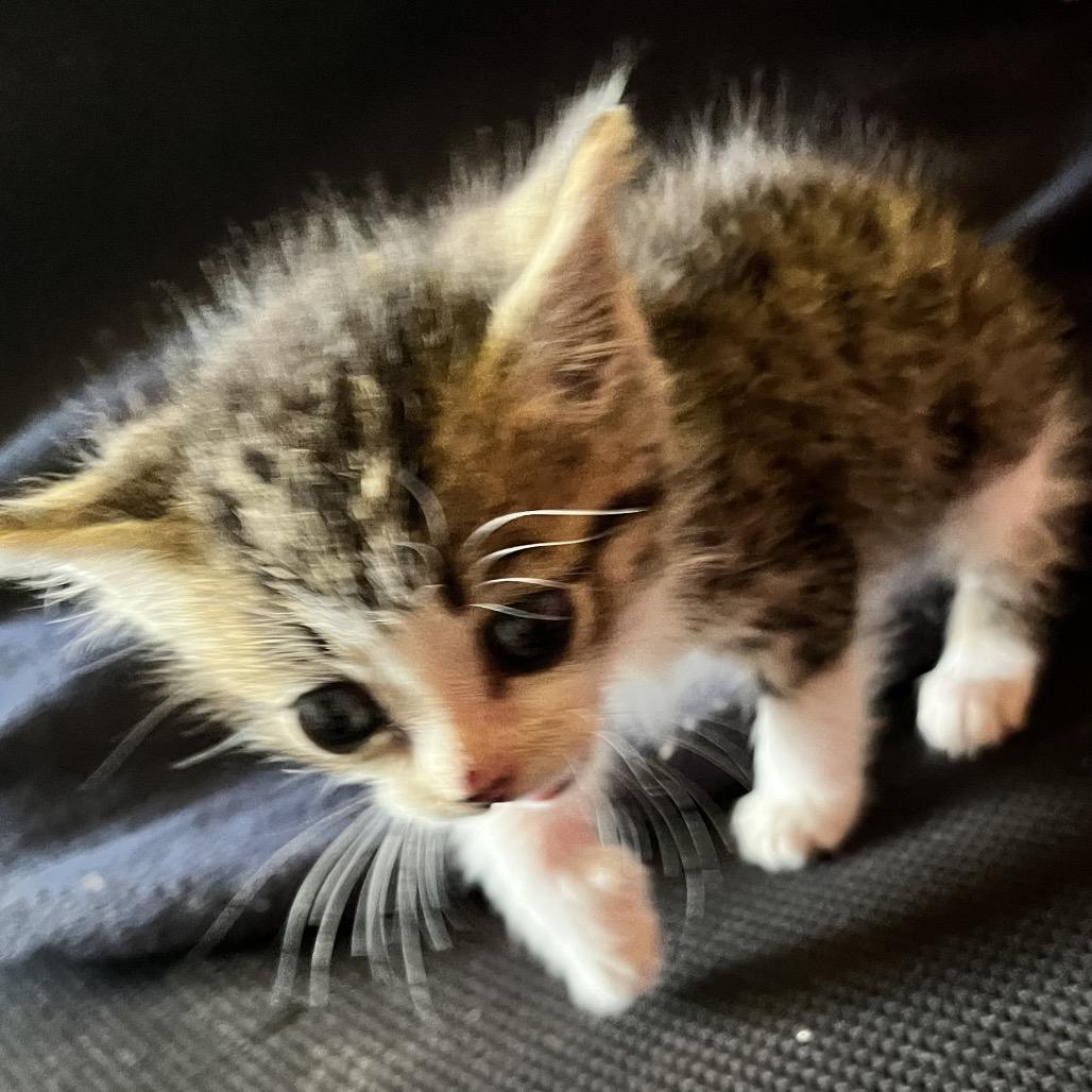 Tanqueray, Adoptable, Kitten Male Domestic Short Hair.