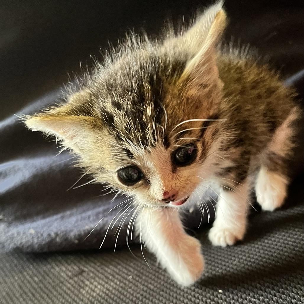 Tanqueray, a Adoptable Domestic Short Hair in Volcano, HI image 2/3