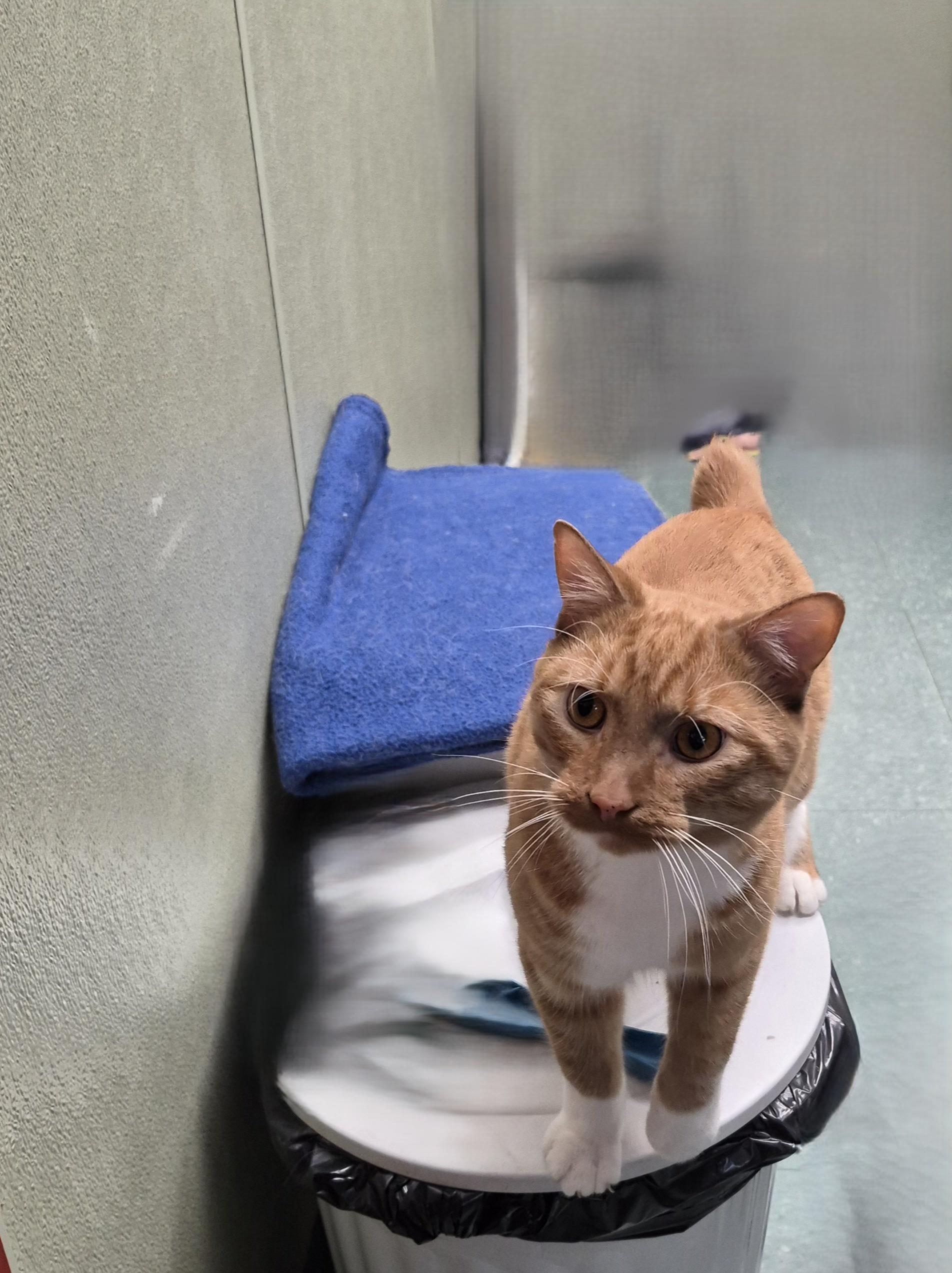Junior, Adoptable, Adult Male Domestic Short Hair.