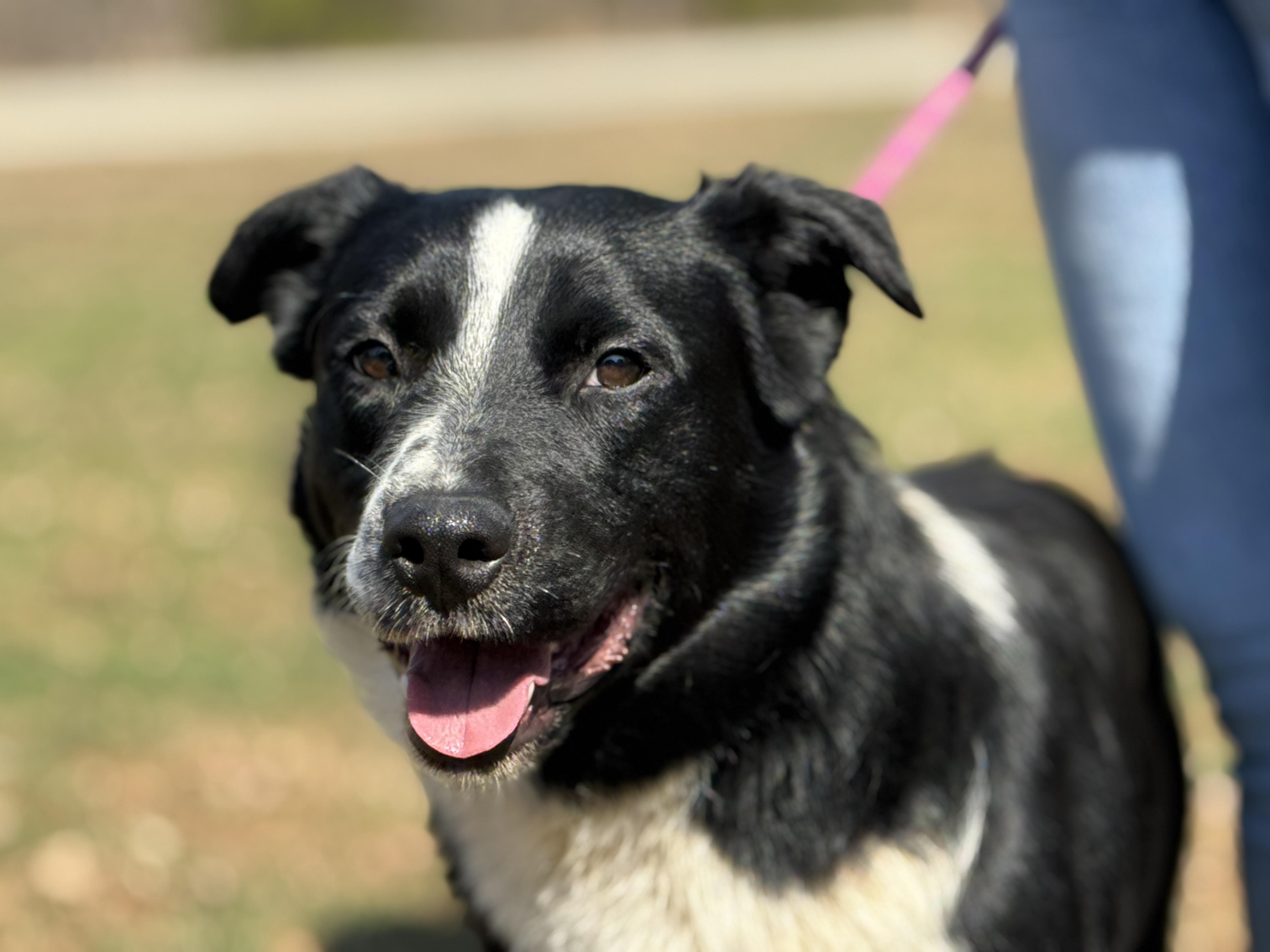 Banks, adopted, Adult Male Border Collie.