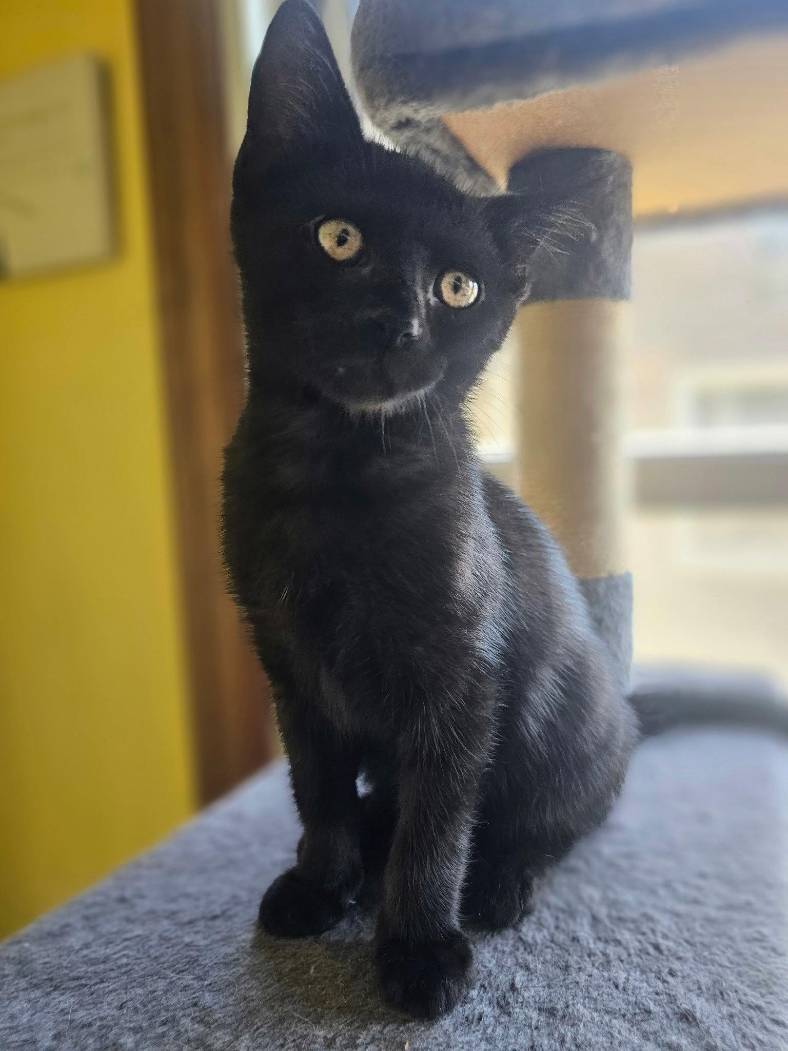 Espresso Bean, Adopted, Kitten Female Domestic Short Hair.