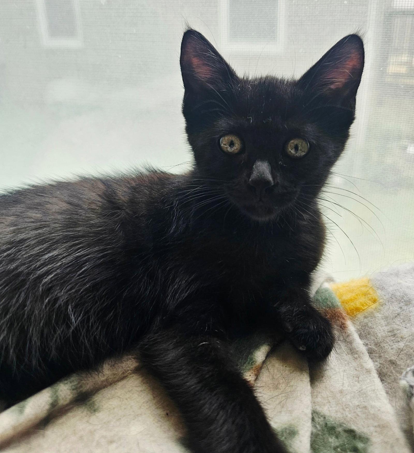 Enlarge Espresso Bean, a Adopted Domestic Short Hair in Greenville, IL image 2/2