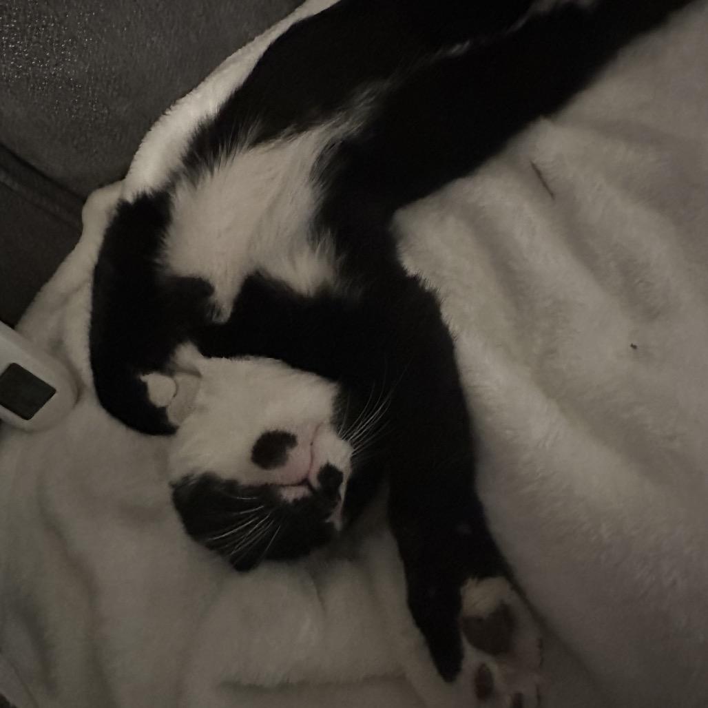 Enlarge Jax, a Adoptable Domestic Short Hair in Potomac, MD image 1/5