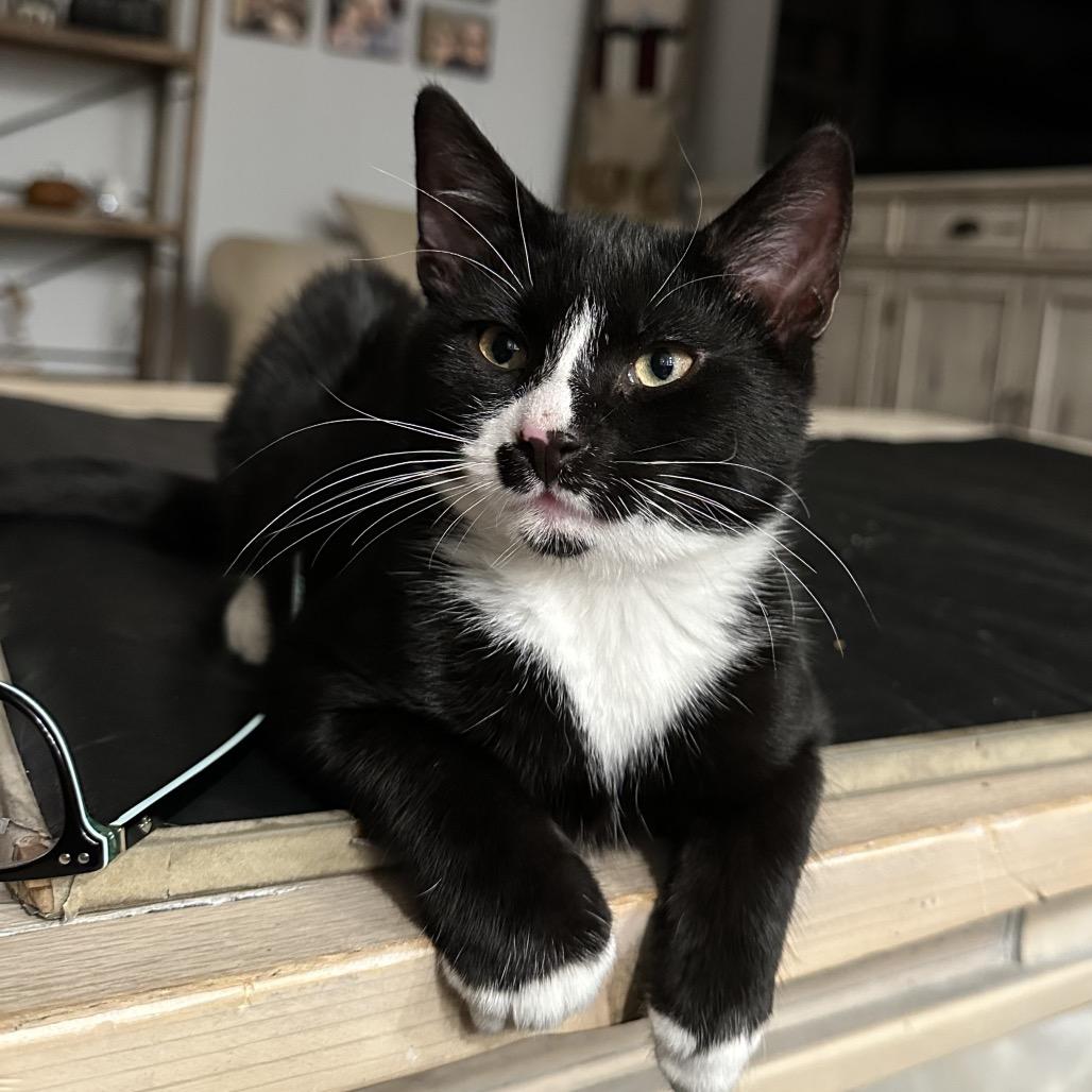 Enlarge Jax, a Adoptable Domestic Short Hair in Potomac, MD image 2/5