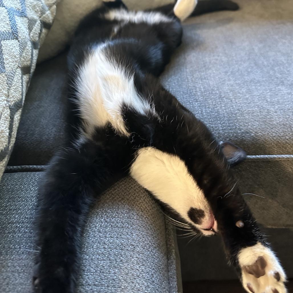 Enlarge Jax, a Adoptable Domestic Short Hair in Potomac, MD image 3/5