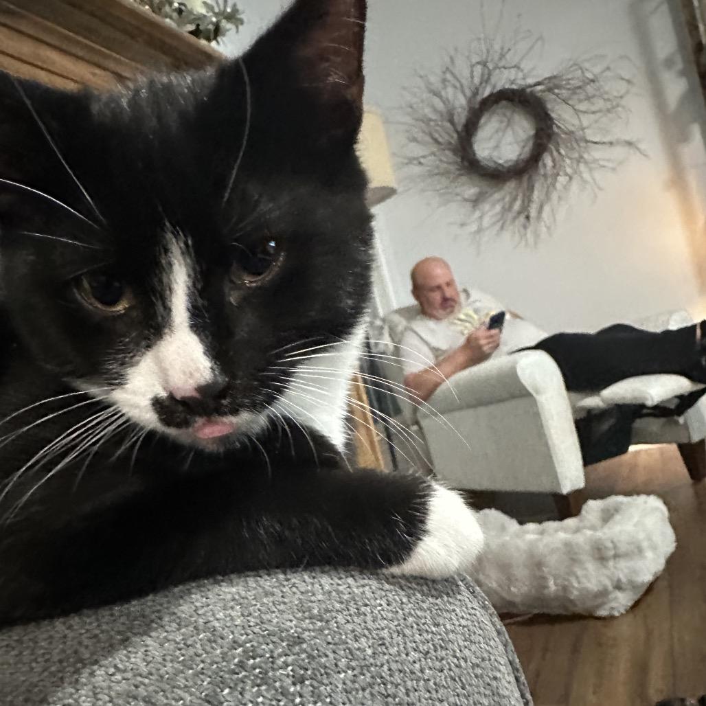 Enlarge Jax, a Adoptable Domestic Short Hair in Potomac, MD image 4/5