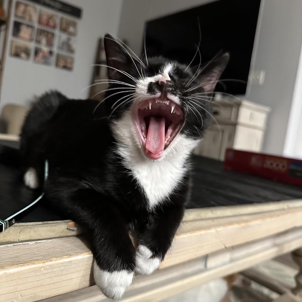 Enlarge Jax, a Adoptable Domestic Short Hair in Potomac, MD image 5/5