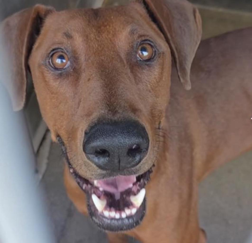 Dash, Adoptable, Young Male Redbone Coonhound & Rhodesian Ridgeback.