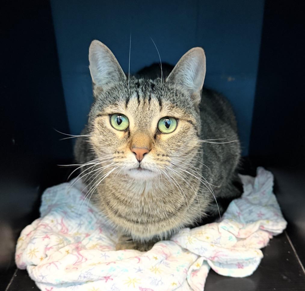 Holly, Adoptable, Young Female Domestic Short Hair.