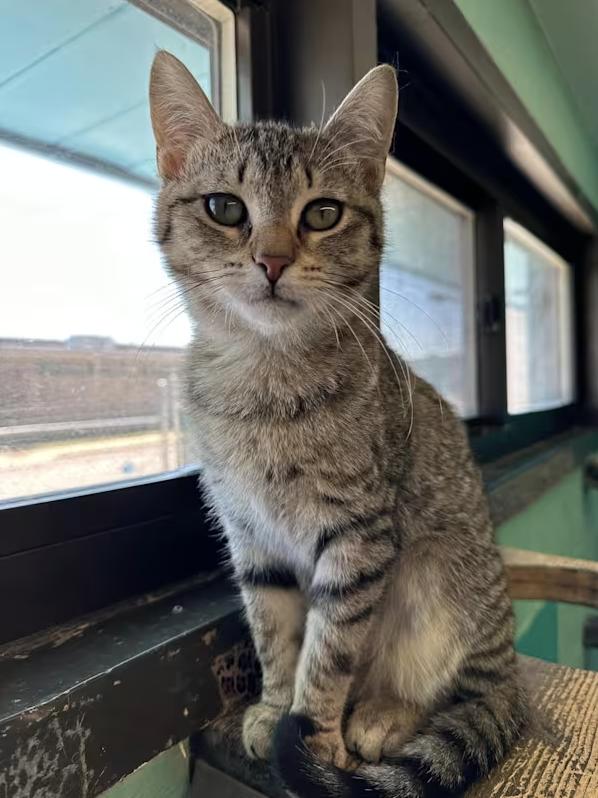 Holly, a Adoptable Domestic Short Hair in Long Beach, NY image 2/6