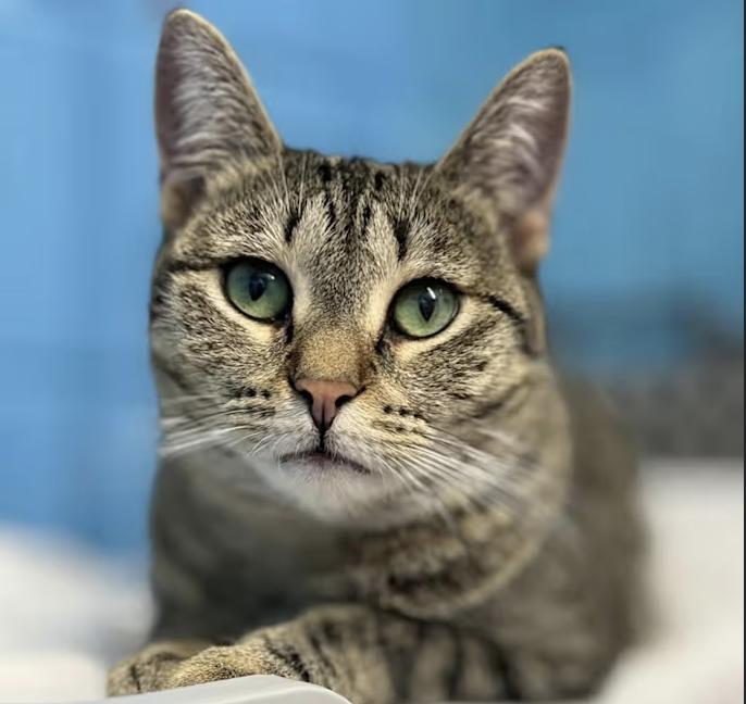 Holly, a Adoptable Domestic Short Hair in Long Beach, NY image 3/6