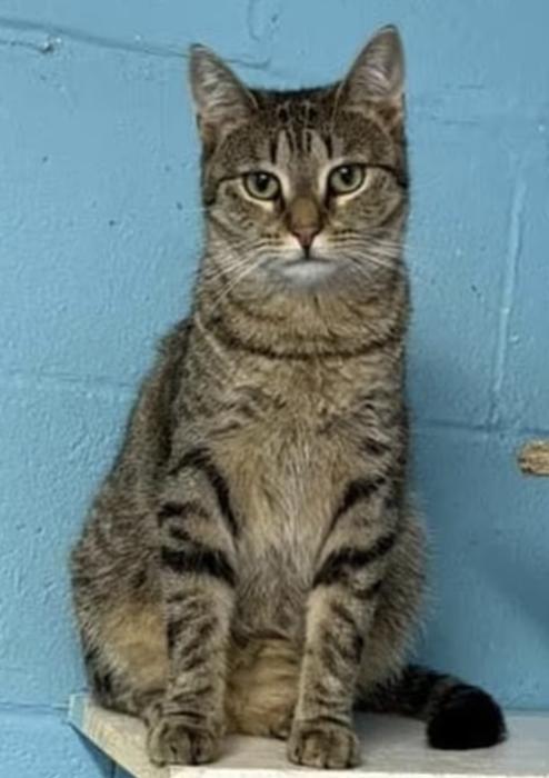 Holly, a Adoptable Domestic Short Hair in Long Beach, NY image 4/6