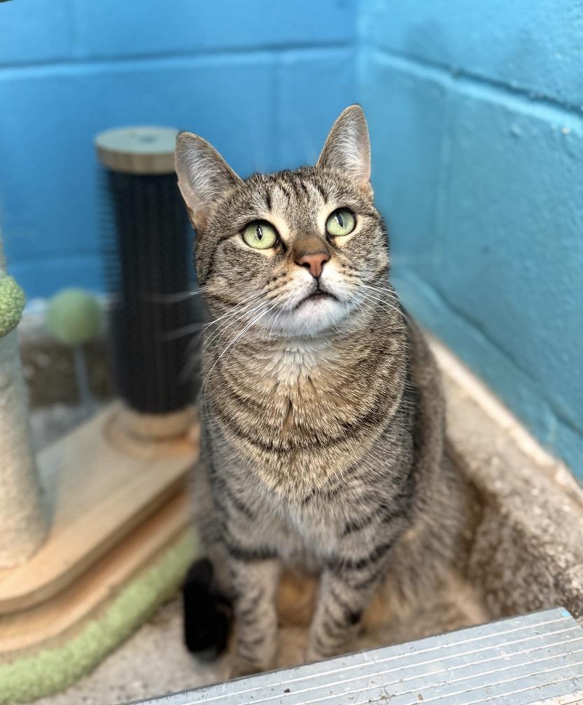 Holly, a Adoptable Domestic Short Hair in Long Beach, NY image 6/6