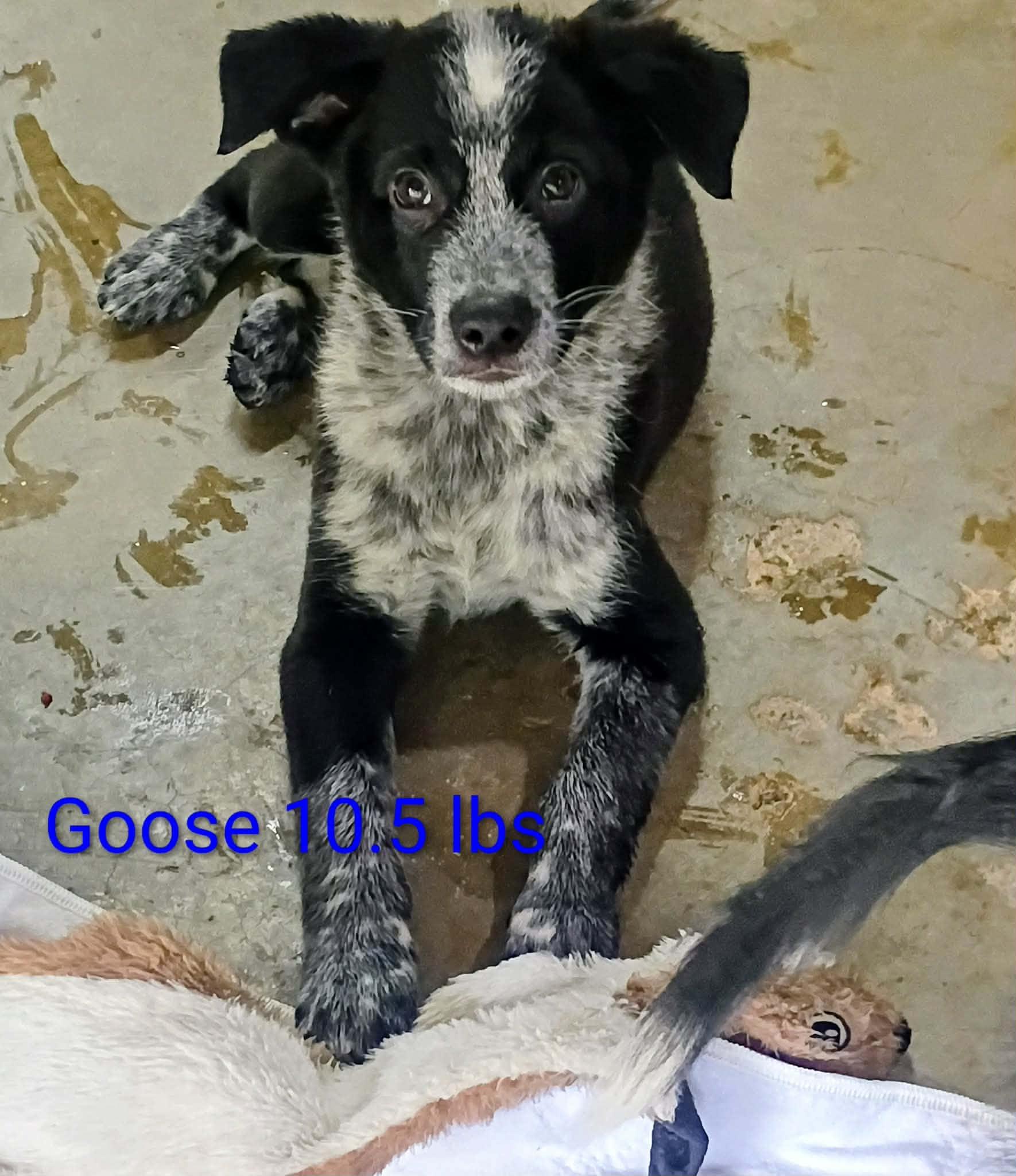 Goose, Adopted, Puppy Male Australian Cattle Dog / Blue Heeler.