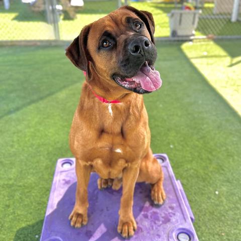 Enlarge CASSADANO, a Adoptable Boxer in Camarillo, CA image 1/1