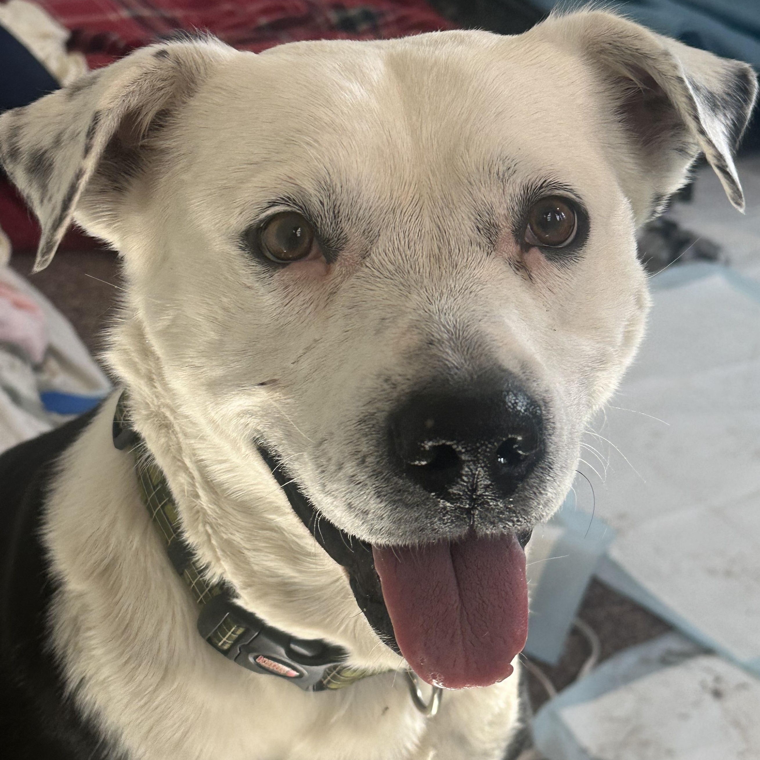 Panda, a Adoptable mixed breed in Pueblo, CO image 1/6