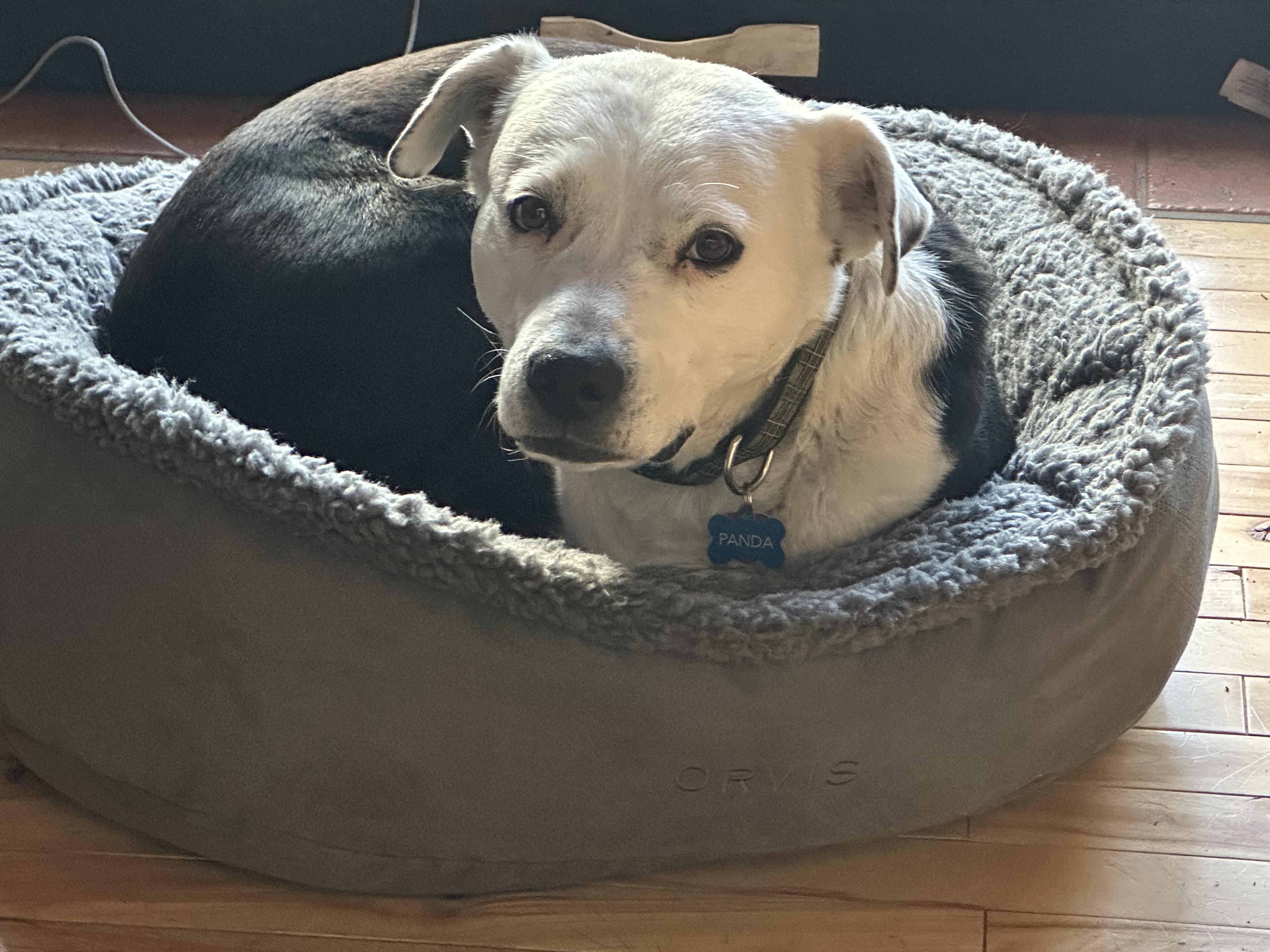 Panda, a Adoptable mixed breed in Pueblo, CO image 2/6