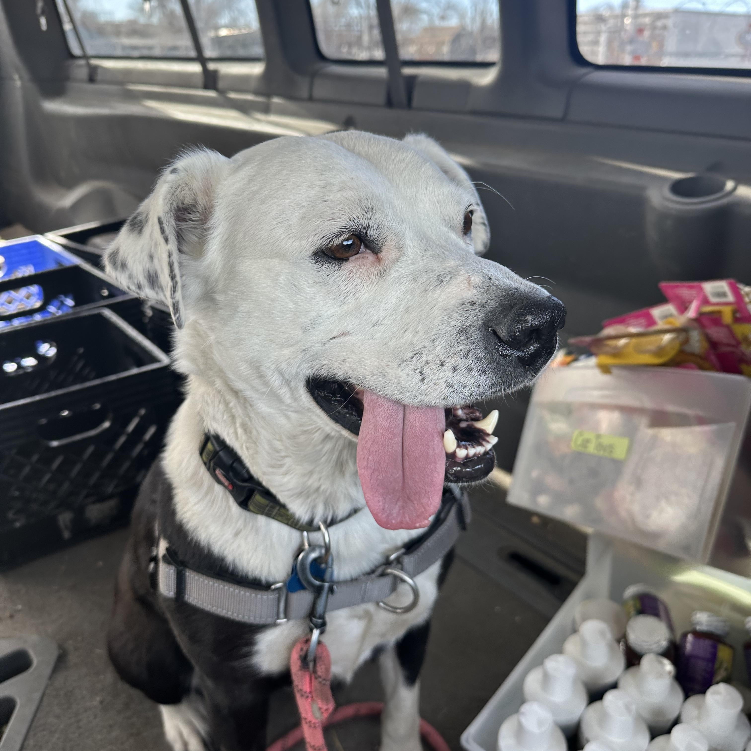 Panda, a Adoptable mixed breed in Pueblo, CO image 3/6