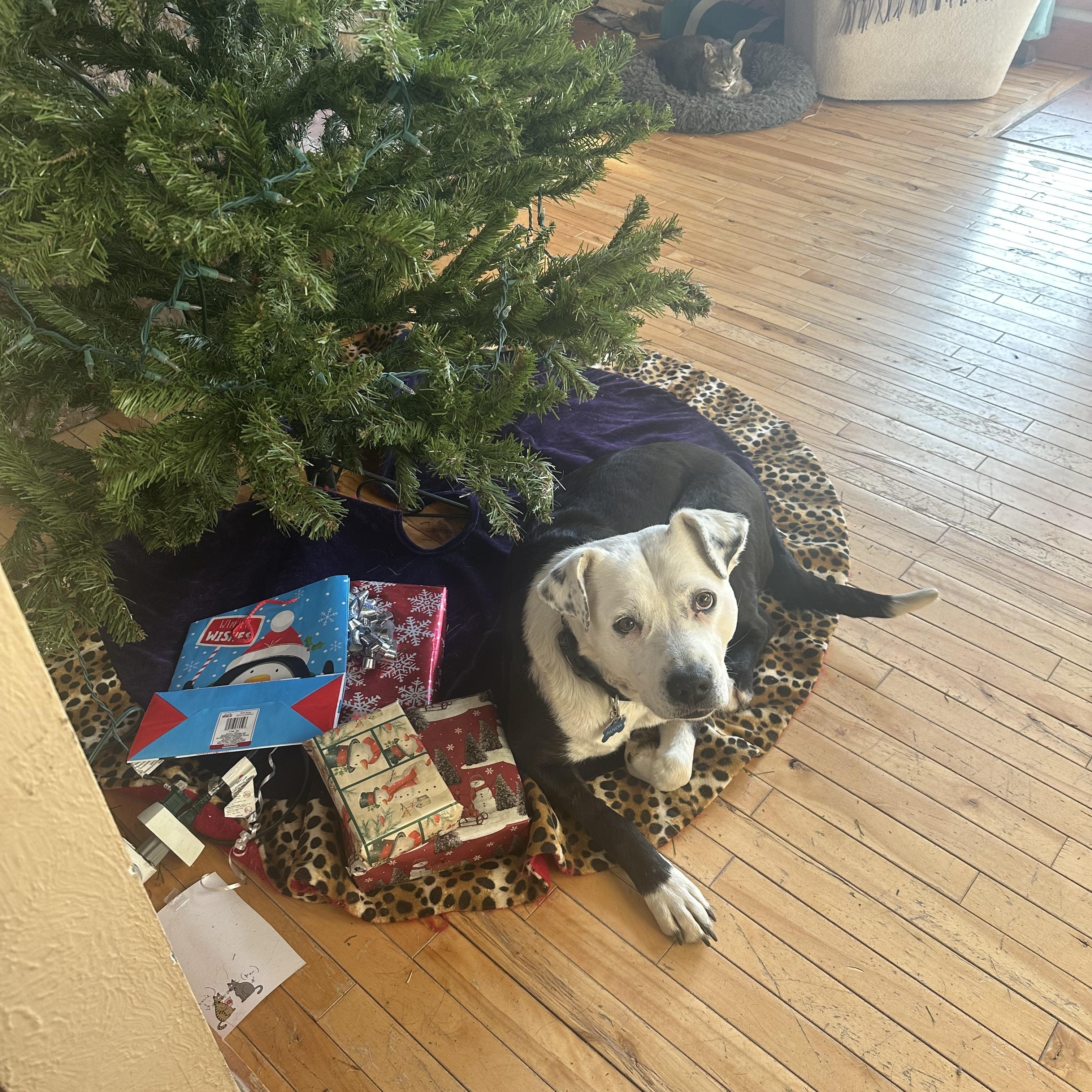 Panda, a Adoptable mixed breed in Pueblo, CO image 5/6