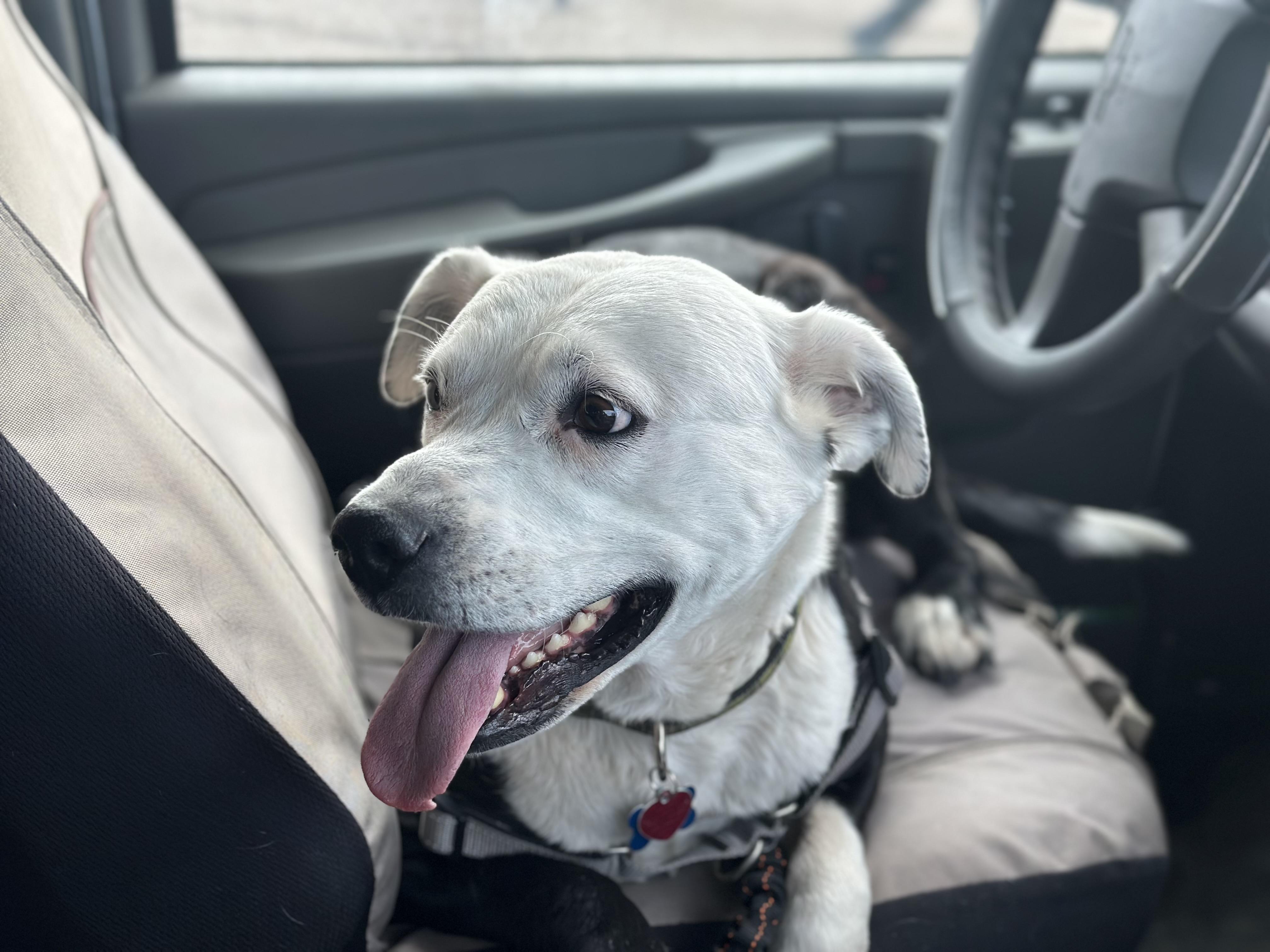 Panda, a Adoptable mixed breed in Pueblo, CO image 6/6