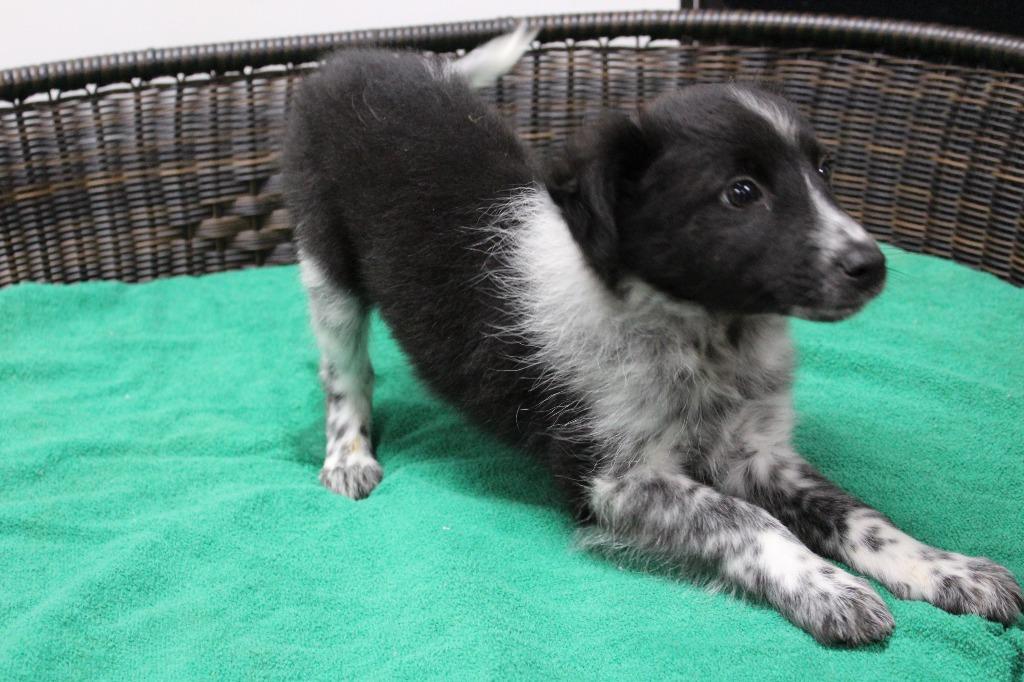 Enlarge Fester, a Adoptable mixed breed in Neillsville, WI image 1/4