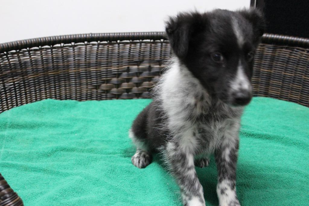 Enlarge Fester, a Adoptable mixed breed in Neillsville, WI image 3/4
