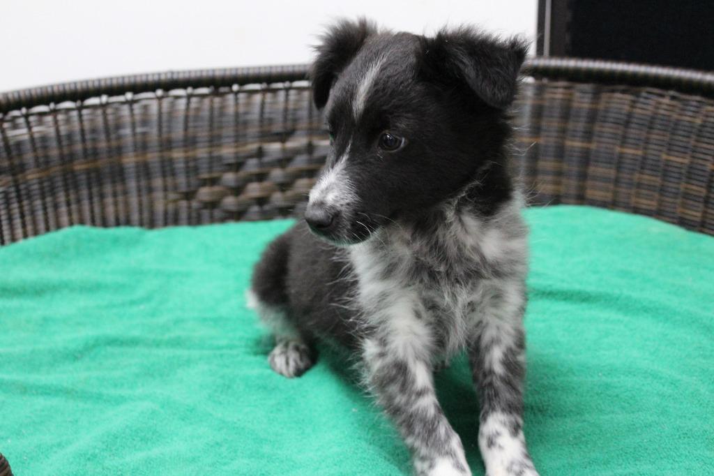 Enlarge Fester, a Adoptable mixed breed in Neillsville, WI image 4/4