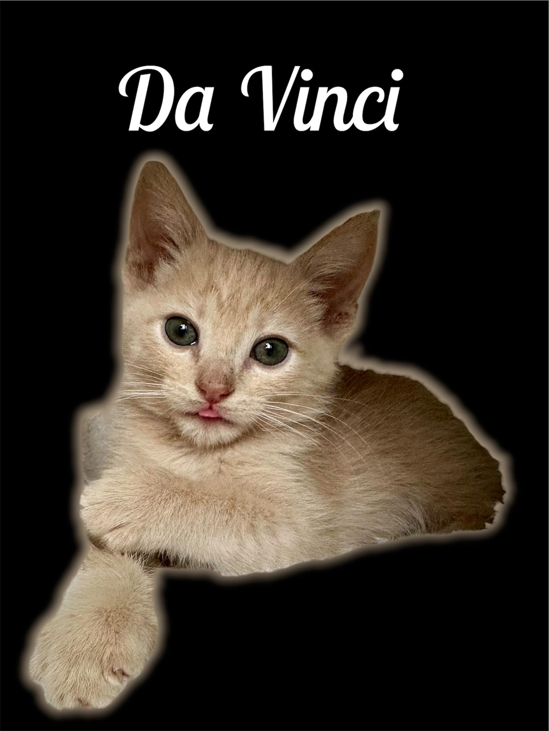 Enlarge Da Vinci, a ADOPTABLE Domestic Short Hair in Auburn, CA image 1/1