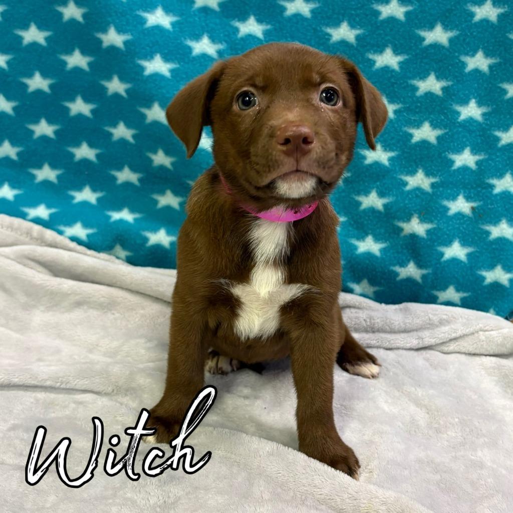 Witch, Adoptable, Puppy Female Retriever & Mixed Breed.