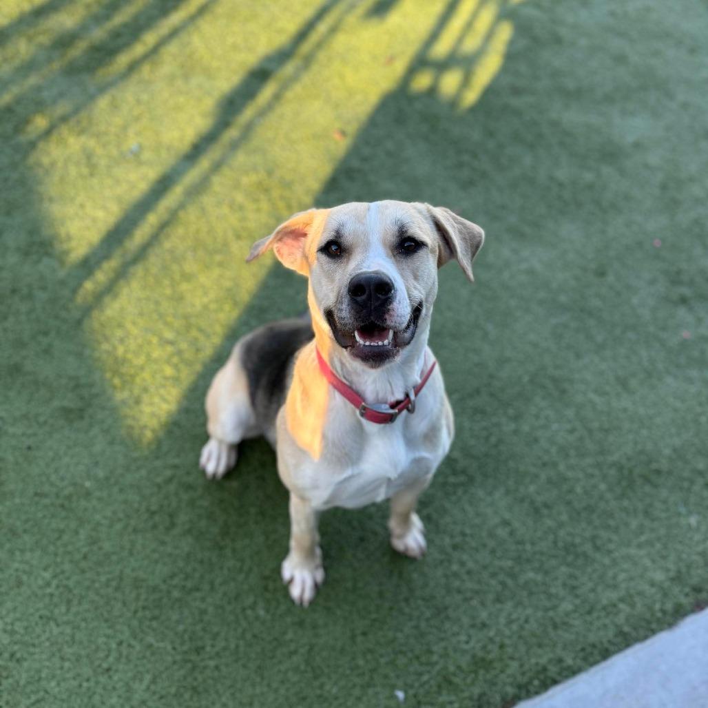 Abba, Adoptable, Adult Female Shepherd.