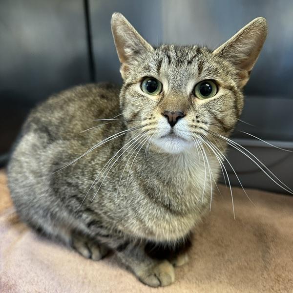 Enlarge Athena, a Adoptable mixed breed in Oakville, ON image 1/1