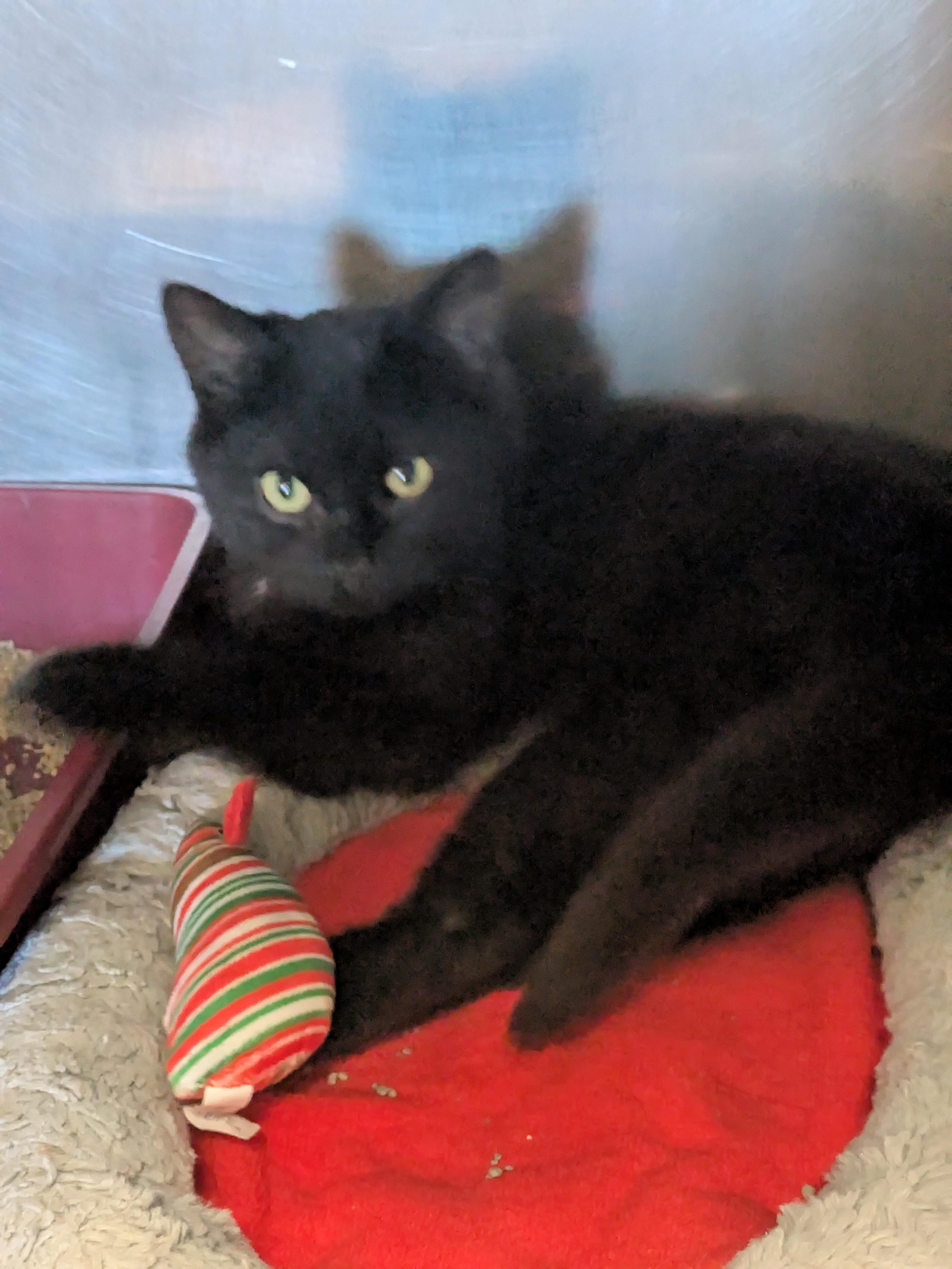 Sam, adopted, Young Male Domestic Short Hair.