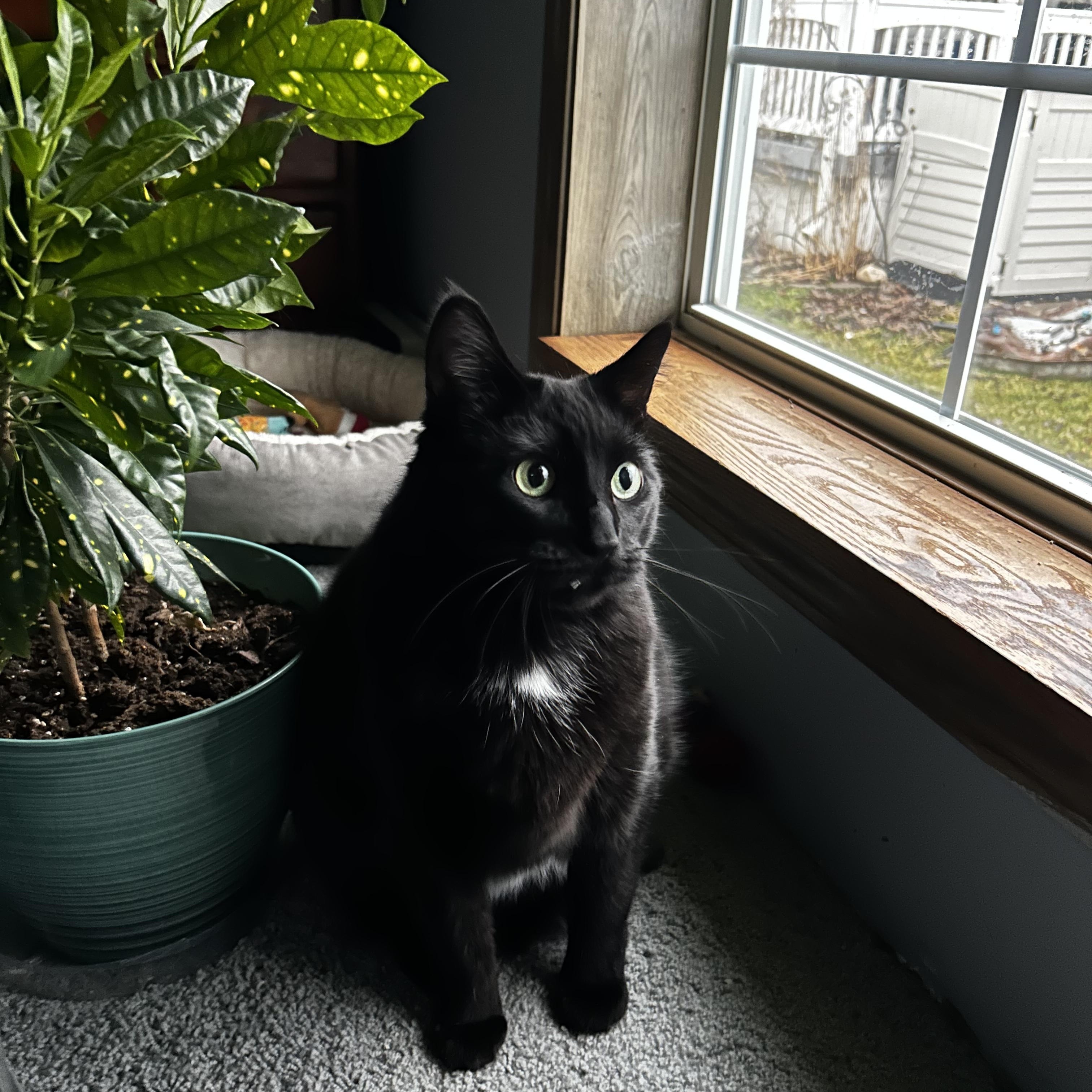 Silhouette, ADOPTABLE, Adult Female Domestic Short Hair.