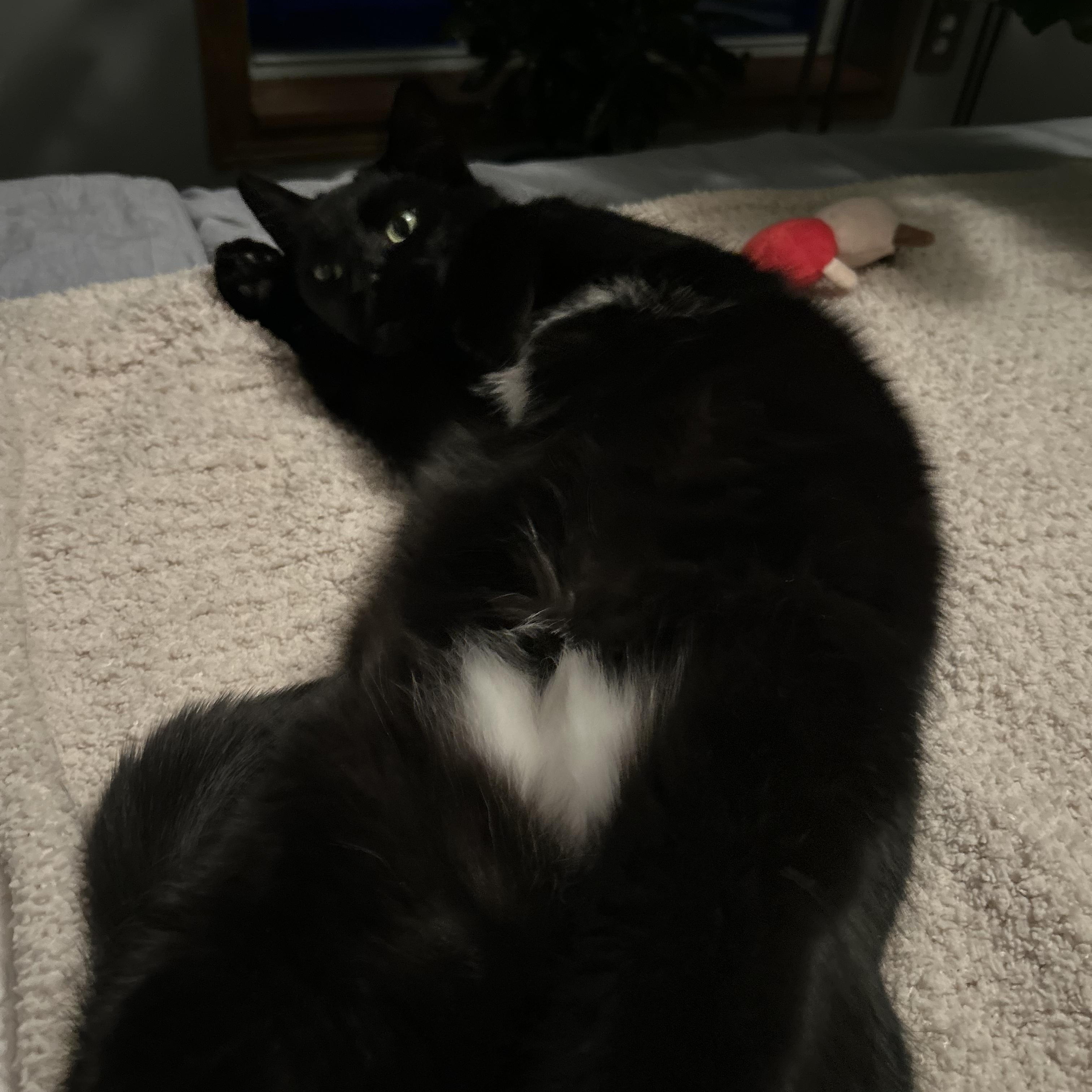 Enlarge Silhouette, a ADOPTABLE Domestic Short Hair in Royal Oak, MI image 3/3