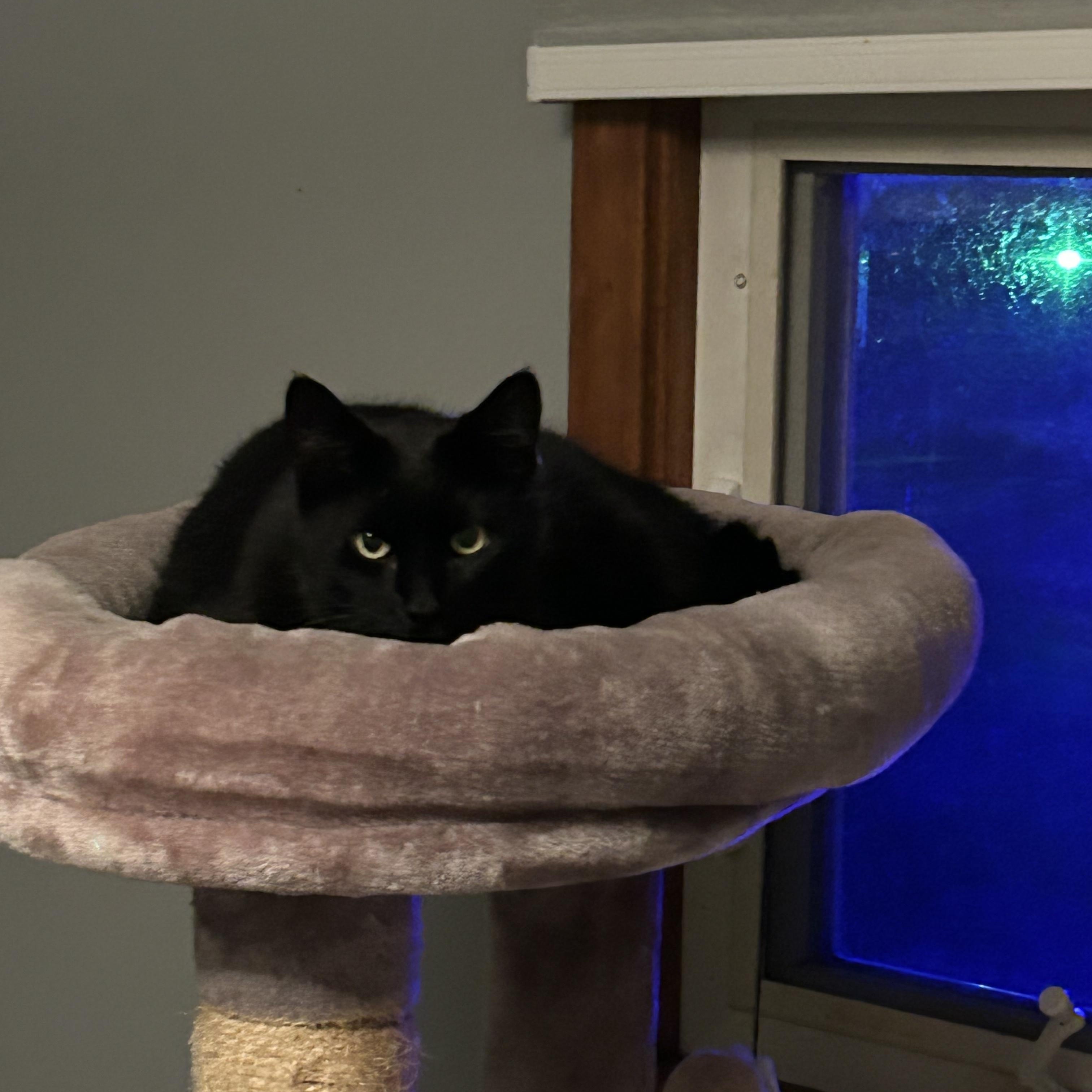 Enlarge Silhouette, a ADOPTABLE Domestic Short Hair in Royal Oak, MI image 2/3